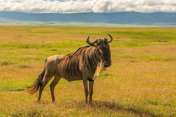 Africa-Tanzania-Ngorongoro Crater White bearded wildebeest on plain